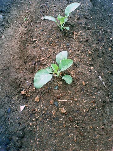 ガーデニング：実家の家庭菜園に植えたカリフラワーの苗