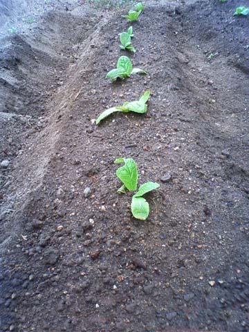 ガーデニング：実家の家庭菜園に植えた白菜の苗