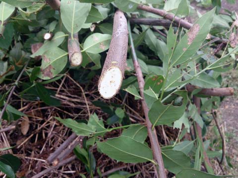 ガーデニング：ニシガキ工業の高枝用ハサミ 太丸 N-154で切った枝の切り口は綺麗です