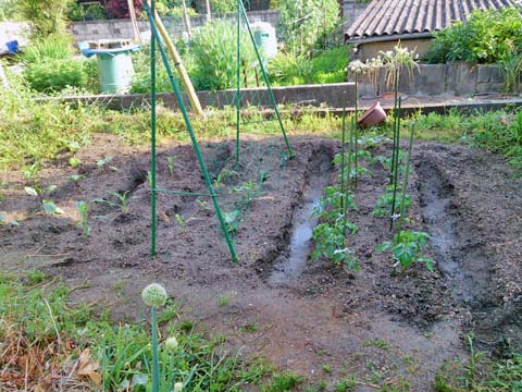 ガーデニング：家庭菜園に野菜の苗を植えました4