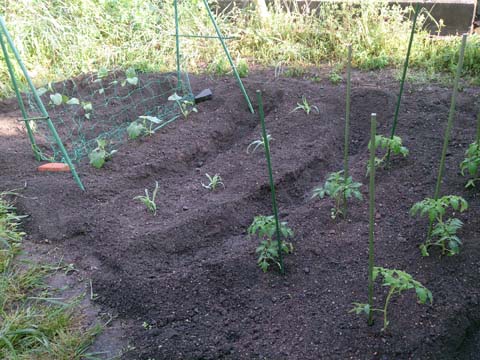 ガーデニング：家庭菜園に野菜の苗を植えました。